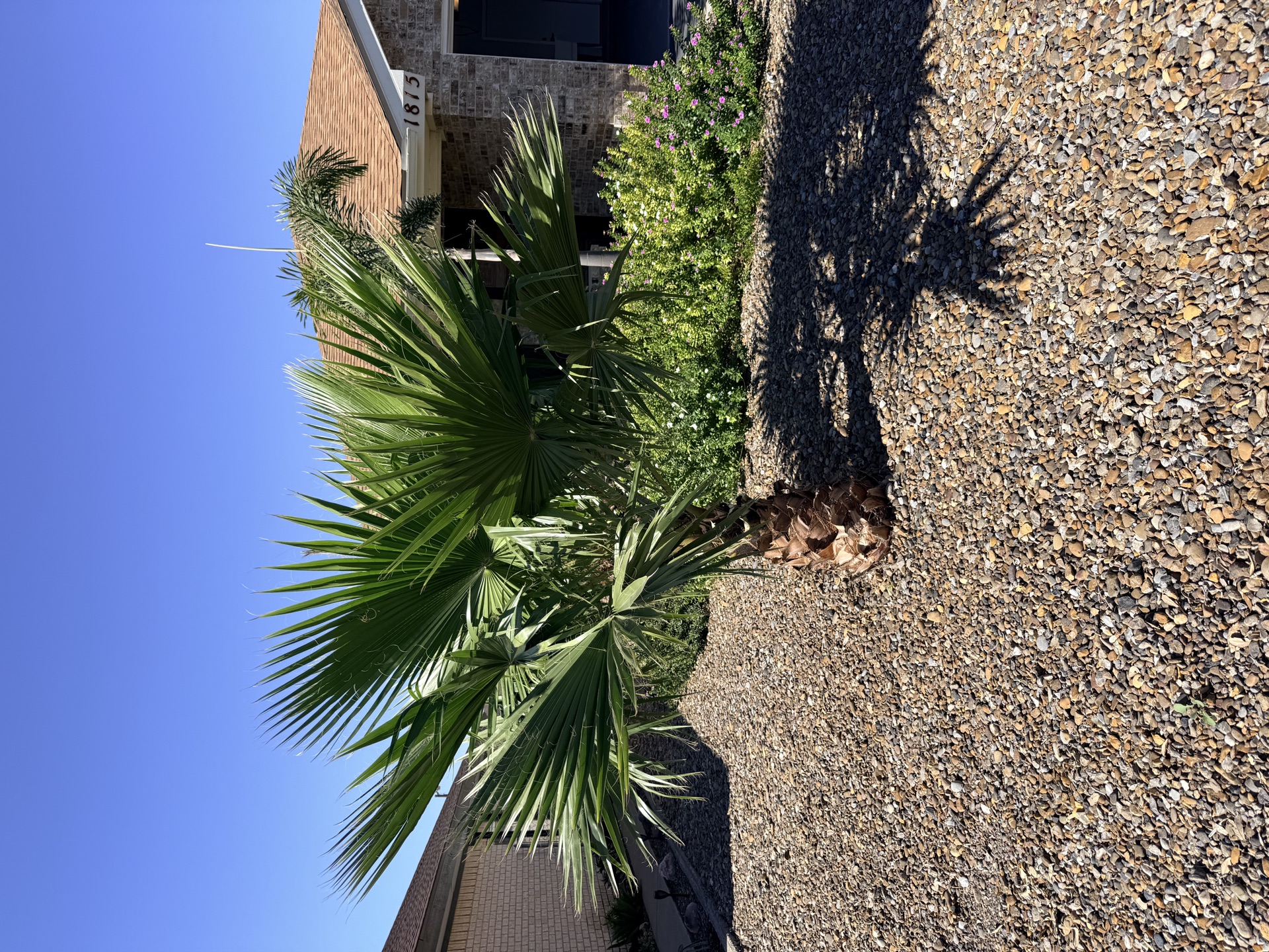 Front yard foliage